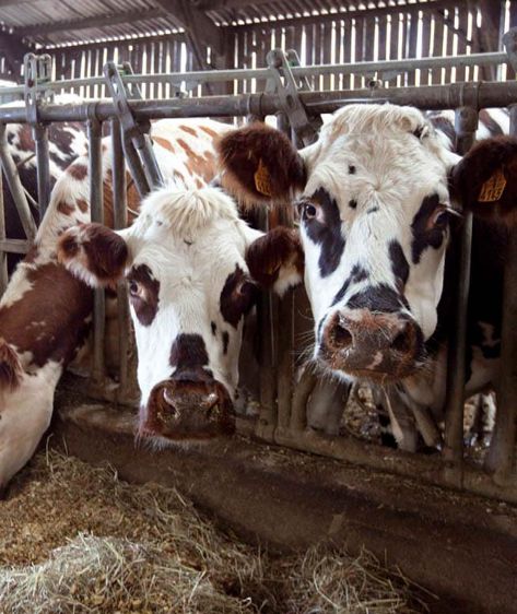 La lysine augmente l'efficacité de la protéine métabolisable et réduit les rejets d'azote.© CLAUDIUS THIRIET