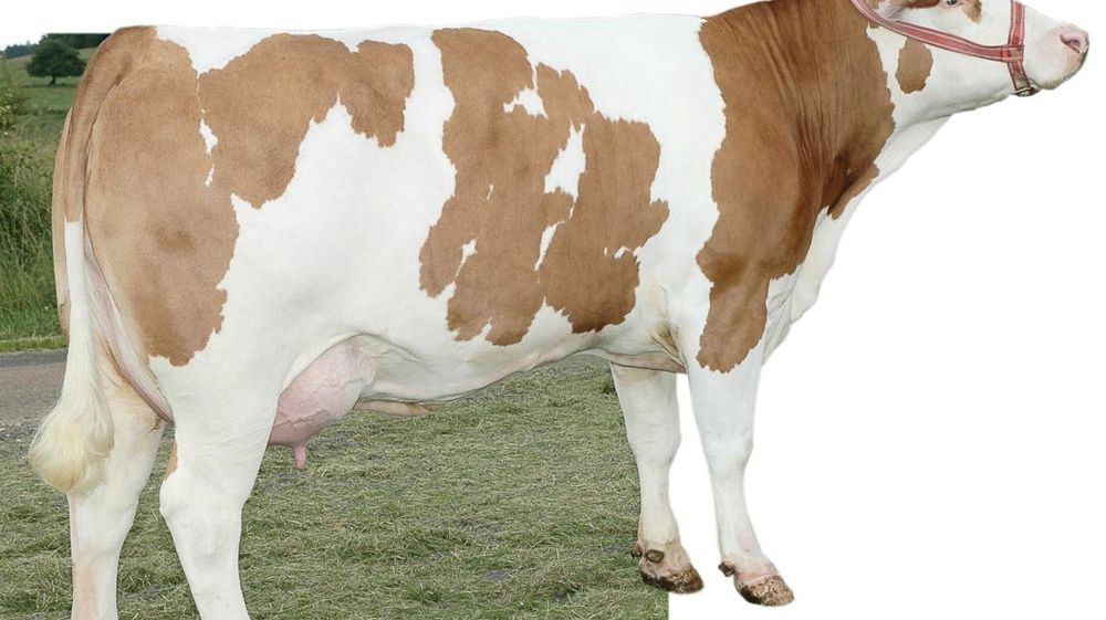 Illuminati au top en mamelle. Les Illuminati offrent des attaches excellentes (126, et 122 en attache avant et longueur d'attache arrière). L'équilibre l'est aussi (120) et le ligament apparaît solide (111). Il faut cela pour un potentiel à 984 kg. Illuminati au top en mamelle. Les Illuminati offrent des attaches excellentes (126, et 122 en attache avant et longueur d'attache arrière). L'équilibre l'est aussi (120) et le ligament apparaît solide (111). Il faut cela pour un potentiel à 984 kg.