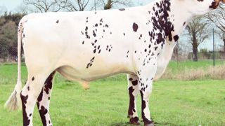 Le leader Horléans est un taureau équilibré. Le fils de Finnois est un taureau à index génomiques presque parfait. Hormis la musculature négative, il affiche un haut potentiel laitier, taux compris, et une fonctionnalité attrayante. Il convient même sur génisses. Attendons tout de même ses index mammites cliniques, longévité et reproduction pour s'enthousiasmer définitivement. Le leader Horléans est un taureau équilibré. Le fils de Finnois est un taureau à index génomiques presque parfait. Hormis la musculature négative, il affiche un haut potentiel laitier, taux compris, et une fonctionnalité attrayante. Il convient même sur génisses. Attendons tout de même ses index mammites cliniques, longévité et reproduction pour s'enthousiasmer définitivement.