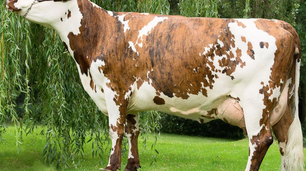 Arantilly fournit l'Isu et un zeste de variabilité. Ce père à taureaux est un « ni Diamètre-ni Valabri », contrairement à ses trois fils Hancara, Hibistus et Homère. Heureusement, les deux encombrants ancêtres sont assez éloignés. Les trois jeunes sont plus originaux que la moyenne (p. 64) et ne rougissent pas de leur niveau Isu : entre 144 et 159 points. © GIORGIO SOLDI Arantilly fournit l'Isu et un zeste de variabilité. Ce père à taureaux est un « ni Diamètre-ni Valabri », contrairement à ses trois fils Hancara, Hibistus et Homère. Heureusement, les deux encombrants ancêtres sont assez éloignés. Les trois jeunes sont plus originaux que la moyenne (p. 64) et ne rougissent pas de leur niveau Isu : entre 144 et 159 points. © GIORGIO SOLDI