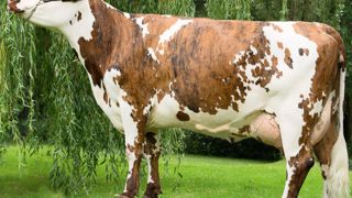 Arantilly fournit l'Isu et un zeste de variabilité. Ce père à taureaux est un « ni Diamètre-ni Valabri », contrairement à ses trois fils Hancara, Hibistus et Homère. Heureusement, les deux encombrants ancêtres sont assez éloignés. Les trois jeunes sont plus originaux que la moyenne (p. 64) et ne rougissent pas de leur niveau Isu : entre 144 et 159 points. © GIORGIO SOLDI Arantilly fournit l'Isu et un zeste de variabilité. Ce père à taureaux est un « ni Diamètre-ni Valabri », contrairement à ses trois fils Hancara, Hibistus et Homère. Heureusement, les deux encombrants ancêtres sont assez éloignés. Les trois jeunes sont plus originaux que la moyenne (p. 64) et ne rougissent pas de leur niveau Isu : entre 144 et 159 points. © GIORGIO SOLDI