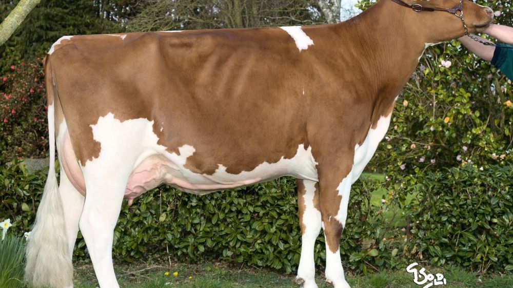 Falena, du Gaec Rannou Père et fils (Côtes-d'Armor), est la mère d'Idaho. Ce jeune taureau génomique est le numéro 1 français en Isu au catalogue 2014. Très orienté TP et fertilité, il s'avère également exceptionnel sur les critères de morphologie et de qualité de la mamelle.