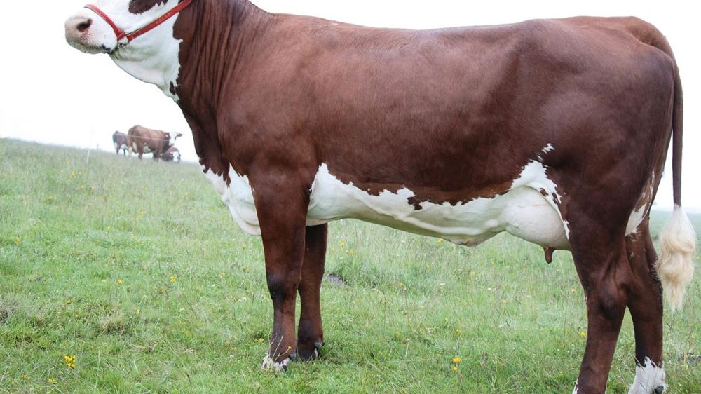 Dumper, le vrai fils de Picotin. Dumper est le copier-coller de son père. Comme les Picotin, les filles de Dumper manquent de puissance (84 en corps), de taille (91) et d'ampleur dans les dimensions de bassin (83). Mais elles offrent, comme elles, d'excellentes mamelles (114) dotées de très bons trayons (114).© YVES DUNAN/UCEAR Dumper, le vrai fils de Picotin. Dumper est le copier-coller de son père. Comme les Picotin, les filles de Dumper manquent de puissance (84 en corps), de taille (91) et d'ampleur dans les dimensions de bassin (83). Mais elles offrent, comme elles, d'excellentes mamelles (114) dotées de très bons trayons (114).© YVES DUNAN/UCEAR