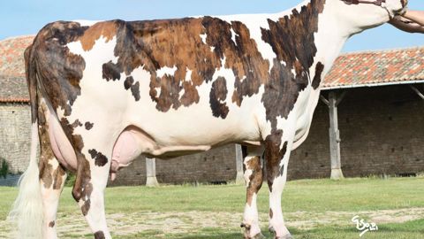 Honneur, un apparentement contenu pour un podium mérité. Honneur doit son Isu de 164 points à son potentiel laitier élevé et sa mamelle haut de gamme. L'absence de Diamètre et Valabri dans ses ascendances maternelles proches le place dans la moyenne raciale (5,9  %). Ses demi-frères passent la barre symbolique des 6 % (photo d'une fille d'Atome).  