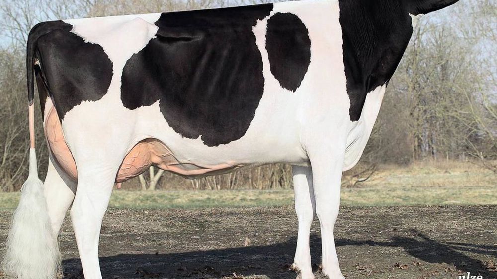Gibsons. À 188 points d'Isu, Gibsons (sa mère en photo) est un fils de Cypripède qui sera apprécié pour les taux et les fonctionnels.© WOLFHARD SCHULZE Gibsons. À 188 points d'Isu, Gibsons (sa mère en photo) est un fils de Cypripède qui sera apprécié pour les taux et les fonctionnels.© WOLFHARD SCHULZE