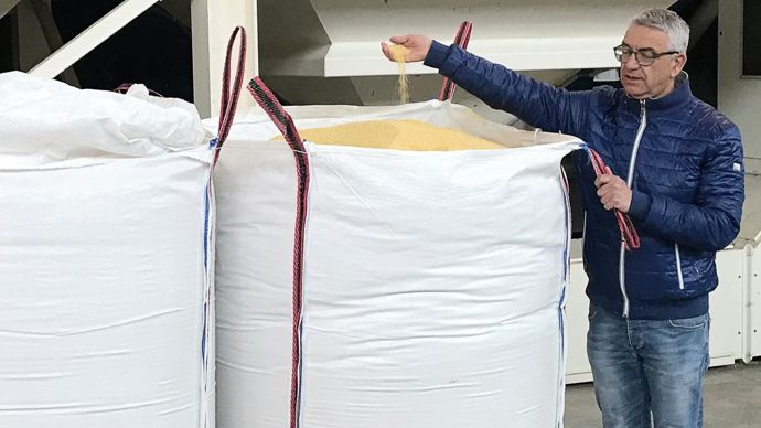 Giovanni Pistola,responsable du conseil agronomique, contrôle la qualité des céréales.