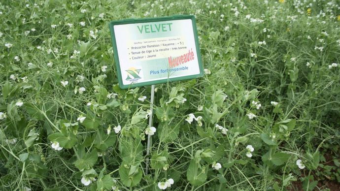 La coop réalise des expérimentations pour repérer les variétés qui apportent un léger progrès, comme Velvet, Mythic ou Biathlon, cette année.PHOTOS  B. CAILLIEZ