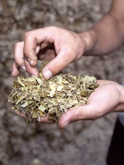 Distribué à raison de 70 g/VL/j, le Dilumin a augmenté la productivité de 4 kg de lait par vache et par jour.© CHRISTIAN WATIER