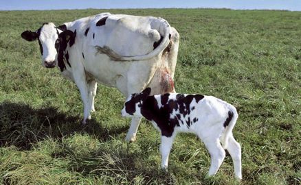 Top'Boost possède un fort pouvoir antioxydant (bêta-carotène, polyphénols, vitamines E et C…), mais stimule aussi l'immunité et la reproduction.© CLAUDIUS THIRIET