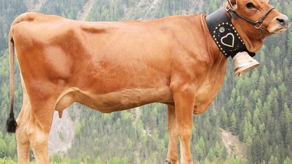 Les Carpentras plutôt typées lait. Les Carpentras sont grandes (118), profondes (115/114) mais d'un type plutôt laitier péchant en musculature (78). Leur bassin est long (110), large aux hanches (113) et aux trochanters, (112) mais à tendance renversée (129). Elles sont dotées de mamelles sans faille (116), avec des trayons « tip-top » (125).© YVES DUNAN/UCEAR Les Carpentras plutôt typées lait. Les Carpentras sont grandes (118), profondes (115/114) mais d'un type plutôt laitier péchant en musculature (78). Leur bassin est long (110), large aux hanches (113) et aux trochanters, (112) mais à tendance renversée (129). Elles sont dotées de mamelles sans faille (116), avec des trayons « tip-top » (125).© YVES DUNAN/UCEAR