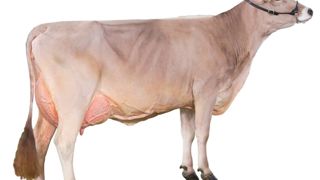 Fiesta est une fille de Traction et mère d'Hayssli, un jeune taureau génomique disponible en semences sexées, très bon sur les critères morphologie et mamelle. Elle est championne jeune et meilleure mamelle jeune à Châtillon, réserve championne jeune et meilleure mamelle jeune à Eurogénétique en 2014.© ALGER MEEKMA Fiesta est une fille de Traction et mère d'Hayssli, un jeune taureau génomique disponible en semences sexées, très bon sur les critères morphologie et mamelle. Elle est championne jeune et meilleure mamelle jeune à Châtillon, réserve championne jeune et meilleure mamelle jeune à Eurogénétique en 2014.© ALGER MEEKMA