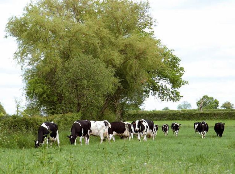 Tarilim doit être mis à la disposition des vaches taries pour préparer la future lactation.© SÉBASTIEN CHAMPION