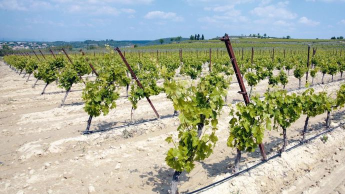 Le goutte-à-goutte en grande culture et en vigne est testé. Le budget alloué par Arterris à l'innovation est de 1,4 M€ par an.P. PARROT