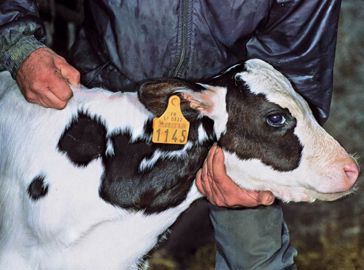 Ce produit améliore le réflexe de succion ainsi que la croissance des animaux les plus faibles, renforce les défenses immunitaires et réduit la morbidité et la mortalité.© CLAUDIUS THIRIET