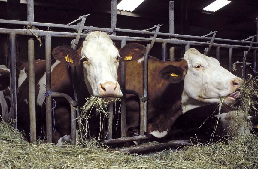 Top Fibres est une spécialité qui a la particularité d'optimiser la valorisation des fibres des foins de montagne.© JÉRÔME CHABANNE