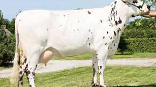 Ulozon gagne 124 kg de lait. Sous l'impulsion des 2 512 nouvelles filles dans les indexations 2014, Ulozon passe les 1 000 kilos de lait, au détriment du TP (- 0,3). Upérise est stable. Ulozon gagne 124 kg de lait. Sous l'impulsion des 2 512 nouvelles filles dans les indexations 2014, Ulozon passe les 1 000 kilos de lait, au détriment du TP (- 0,3). Upérise est stable.