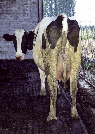 Le taux de disparition dans le rumen des fourrages et des concentrés est évalué quatre heures après leur ingestion.© CLAUDIUS THIRIET