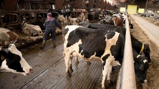 Les grands troupeaux ont des systèmes de production plus intensifs et donc plus coûteux.© SÉBASTIEN CHAMPION Les grands troupeaux ont des systèmes de production plus intensifs et donc plus coûteux.© SÉBASTIEN CHAMPION