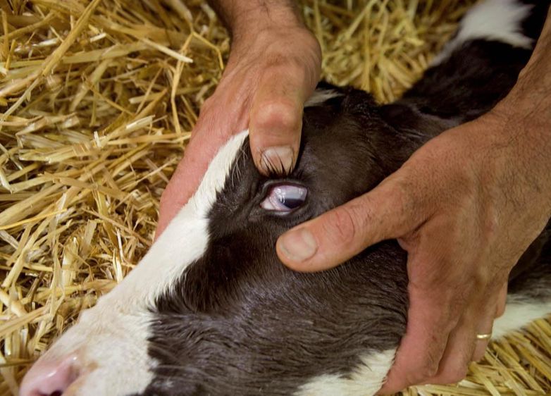 Après avoir été guidé dans les symptômes à observer, l'éleveur les saisit sur le logiciel pour avoir une proposition de diagnostic. Adresse du site : vetgps.com© CLAUDIUS THIRIET