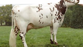 Alma sans Diamètre et Valabri - Sans Diamètre et Valabri, mais aussi sans Foix, Elixir, Driver et Entoi, Alma est le moins apparenté des Girophare. Sa sortie fin 2010 le faisait espérer laitier. Avec 522 kg d'index, il descend à un niveau plus modeste. Seulement, il a gagné en conformation pour offrir un squelette complet et une mamelle parfaite. En prime, des cellules devenues positives. Alma sans Diamètre et Valabri - Sans Diamètre et Valabri, mais aussi sans Foix, Elixir, Driver et Entoi, Alma est le moins apparenté des Girophare. Sa sortie fin 2010 le faisait espérer laitier. Avec 522 kg d'index, il descend à un niveau plus modeste. Seulement, il a gagné en conformation pour offrir un squelette complet et une mamelle parfaite. En prime, des cellules devenues positives.