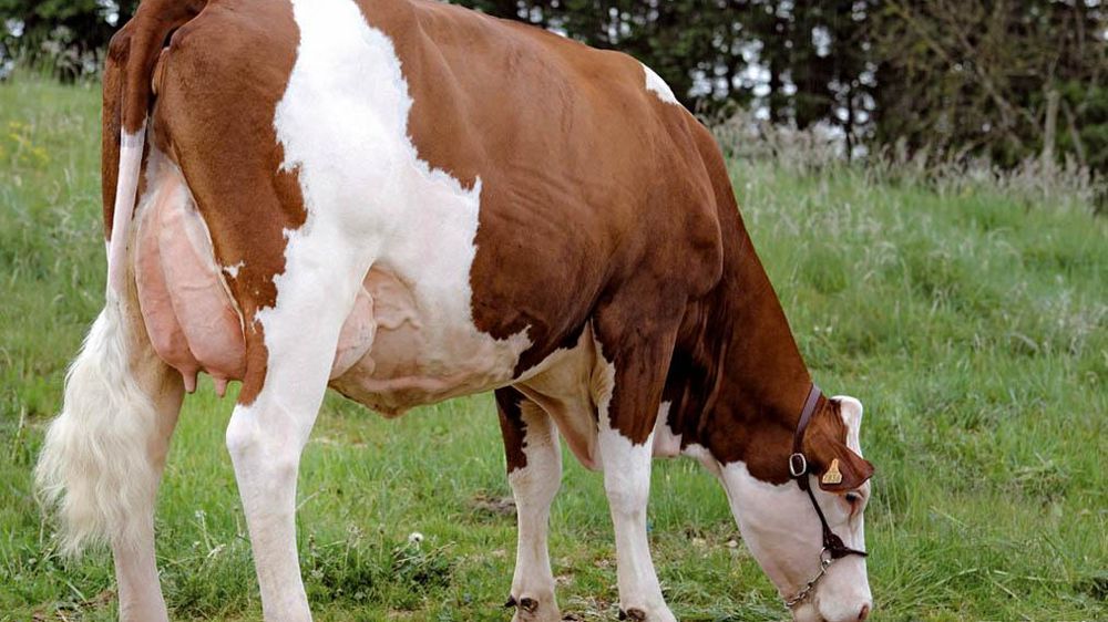 Comme les Fanatique, les Boissia JB sont grandes (115) et très profondes (130/115), sans pêcher dans l'avant-main (103).