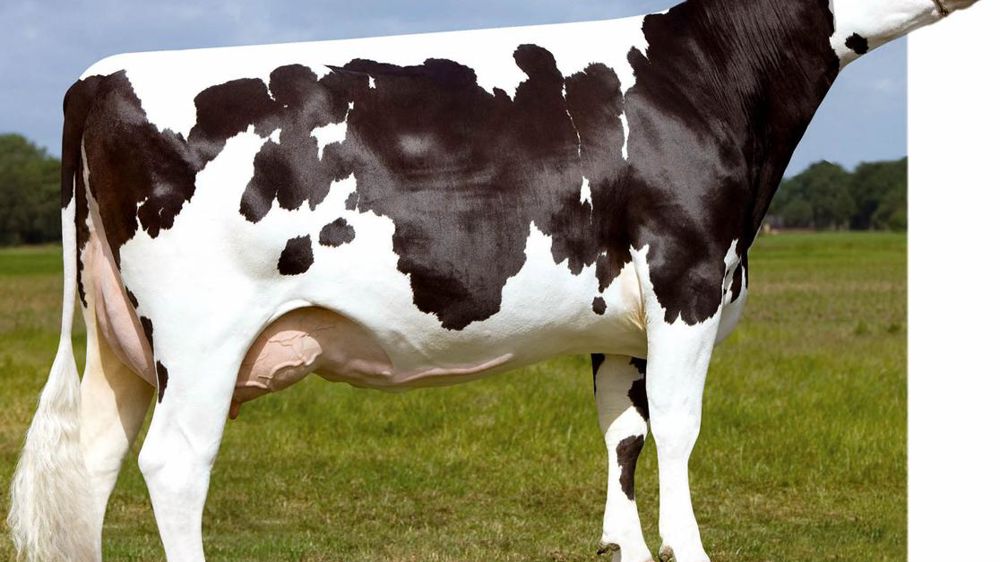 Arivera - Meilleur Isu des fils de Shottle mis en service (169 points), Arivera est proposé par Gènes Diffusion. C'est un taureau laitier (1 046) très améliorateur en morphologie (3 en synthèse et 2,3 en mamelle). Les membres sont bons aussi (1,7). Arivera est à éviter sur les génisses. Et si son index cellules est positif (0,8), il est à - 0,5 en mammites cliniques.© GEJP Arivera - Meilleur Isu des fils de Shottle mis en service (169 points), Arivera est proposé par Gènes Diffusion. C'est un taureau laitier (1 046) très améliorateur en morphologie (3 en synthèse et 2,3 en mamelle). Les membres sont bons aussi (1,7). Arivera est à éviter sur les génisses. Et si son index cellules est positif (0,8), il est à - 0,5 en mammites cliniques.© GEJP