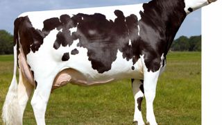 Arivera - Meilleur Isu des fils de Shottle mis en service (169 points), Arivera est proposé par Gènes Diffusion. C'est un taureau laitier (1 046) très améliorateur en morphologie (3 en synthèse et 2,3 en mamelle). Les membres sont bons aussi (1,7). Arivera est à éviter sur les génisses. Et si son index cellules est positif (0,8), il est à - 0,5 en mammites cliniques.© GEJP Arivera - Meilleur Isu des fils de Shottle mis en service (169 points), Arivera est proposé par Gènes Diffusion. C'est un taureau laitier (1 046) très améliorateur en morphologie (3 en synthèse et 2,3 en mamelle). Les membres sont bons aussi (1,7). Arivera est à éviter sur les génisses. Et si son index cellules est positif (0,8), il est à - 0,5 en mammites cliniques.© GEJP