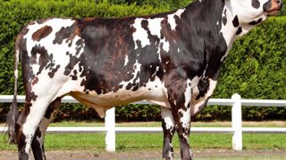 Floness n° 1 de la race - Grâce à ses 160 points d'Isu, Floness décroche la première place des taureaux génomiques et sur descendances. Son niveau laitier dépasse celui de son père Uvray : 1 396 kg avec un TP positif. Floness n° 1 de la race - Grâce à ses 160 points d'Isu, Floness décroche la première place des taureaux génomiques et sur descendances. Son niveau laitier dépasse celui de son père Uvray : 1 396 kg avec un TP positif.