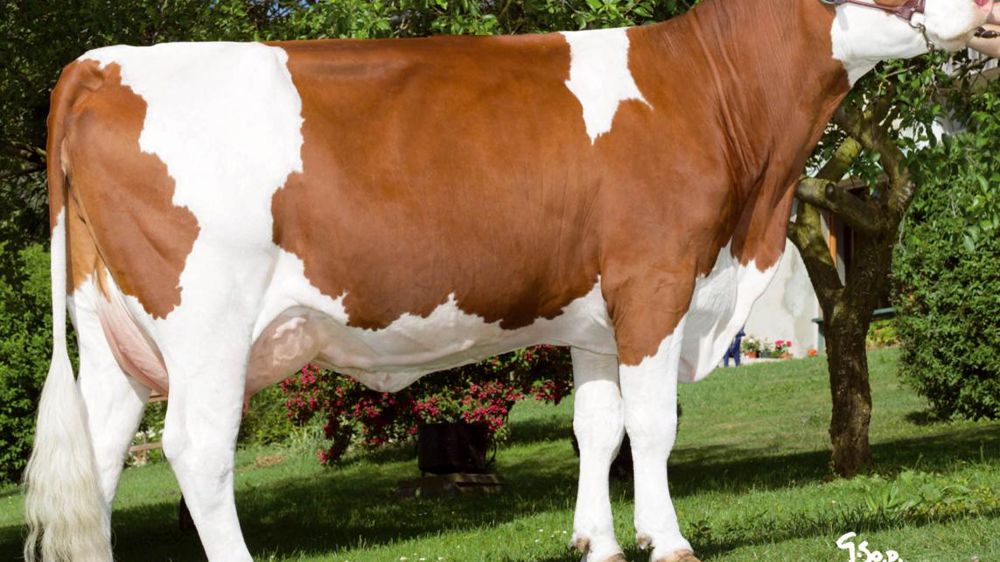 Alsama, pas de trou en morphologie - Les filles d'Alsama se démarquent par leur taille (116). Les dimensions du corps, profondeurs (104/104), puissance dans l'avant-main (99) et l'aptitude viande (100) sont dans la moyenne. Elles se distinguent aussi par leurs largeurs de bassin (115/111). Les aplombs apparaissent plutôt solides (105). L'origine maternelle Micmac a bien joué pour conforter le volume (119) et le ligament (115) qui n'étaient pas la qualité la plus marquée des Odislait. On retrouve