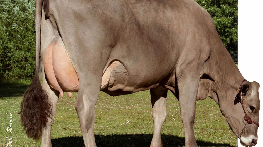 Astérix régulier en morphologie - Héritage de Poldi, Astérix marque dans plusieurs postes du pis. Ses filles se distinguent par un ligament bien marqué (1,3) et des trayons très courts (- 2,7), bien implantés (2,1), orientés (2,1) et serrés à l'avant (1,3). Côté mensurations, Astérix n'a pas hérité du grand format des Gordon, son grand-père maternel, mais on retrouve néanmoins des vaches de taille (0,5) et de profondeurs (0/0,4) normales. Les membres (- 0,4) sont aussi dans la moyenne mais à ten