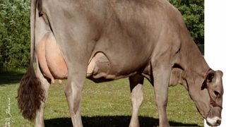 Astérix régulier en morphologie - Héritage de Poldi, Astérix marque dans plusieurs postes du pis. Ses filles se distinguent par un ligament bien marqué (1,3) et des trayons très courts (- 2,7), bien implantés (2,1), orientés (2,1) et serrés à l'avant (1,3). Côté mensurations, Astérix n'a pas hérité du grand format des Gordon, son grand-père maternel, mais on retrouve néanmoins des vaches de taille (0,5) et de profondeurs (0/0,4) normales. Les membres (- 0,4) sont aussi dans la moyenne mais à ten Astérix régulier en morphologie - Héritage de Poldi, Astérix marque dans plusieurs postes du pis. Ses filles se distinguent par un ligament bien marqué (1,3) et des trayons très courts (- 2,7), bien implantés (2,1), orientés (2,1) et serrés à l'avant (1,3). Côté mensurations, Astérix n'a pas hérité du grand format des Gordon, son grand-père maternel, mais on retrouve néanmoins des vaches de taille (0,5) et de profondeurs (0/0,4) normales. Les membres (- 0,4) sont aussi dans la moyenne mais à ten