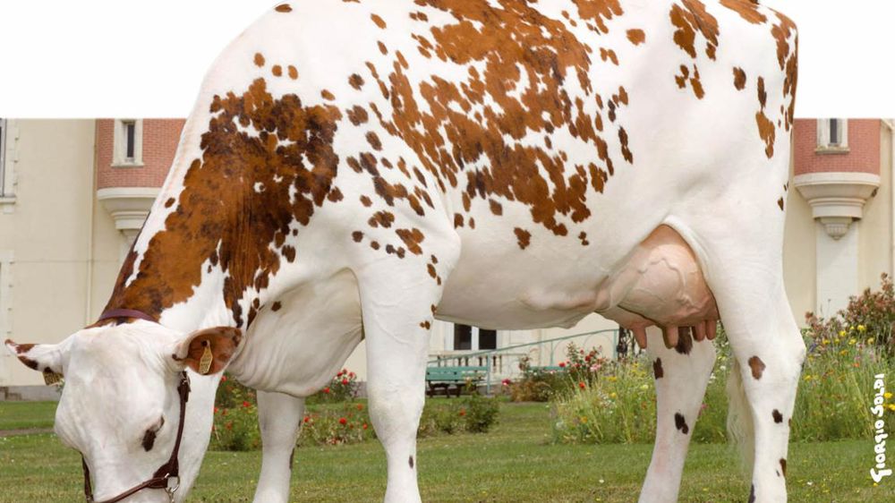 Atome, un Oberkampf complet - Le jeune taureau combine un niveau laitier proche des 1 000 kg, un squelette développé et une mamelle quasi parfaite. Les défenseurs de la mixité normande regretteront son absence de potentiel boucher : - 1,2 en musculature.