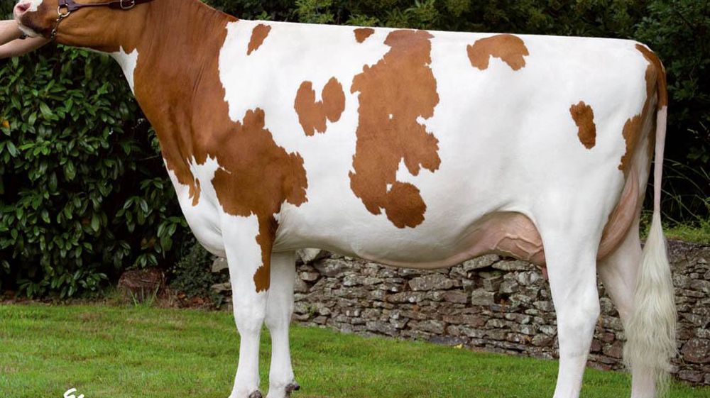 À 137 d'Isu, Breizh transmet à ses filles du potentiel laitier (643 kg) et du TB (1,7). Son index morphologie (115) est aussi à souligner. Le seul bémol concerne sa facilité de naissance (88).