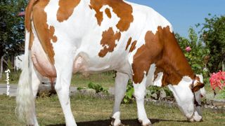 Afghan, un type de vache assez complète - Hormis l'aptitude viande (94) et l'orientation des trayons (88), les Afghan ne souffrent d'aucune carence. Plutôt grandes (107), elles montrent des dimensions de corps (99) dans la moyenne. Les bassins (109) sont longs (114) et larges aux trochanters (106). Pas de soucis d'aplombs (106). Les mamelles (103) montrent une bonne attache avant (107), un bon équilibre (106), un support marqué (106) et un écart avant des trayons étroit (114). Afghan, un type de vache assez complète - Hormis l'aptitude viande (94) et l'orientation des trayons (88), les Afghan ne souffrent d'aucune carence. Plutôt grandes (107), elles montrent des dimensions de corps (99) dans la moyenne. Les bassins (109) sont longs (114) et larges aux trochanters (106). Pas de soucis d'aplombs (106). Les mamelles (103) montrent une bonne attache avant (107), un bon équilibre (106), un support marqué (106) et un écart avant des trayons étroit (114).