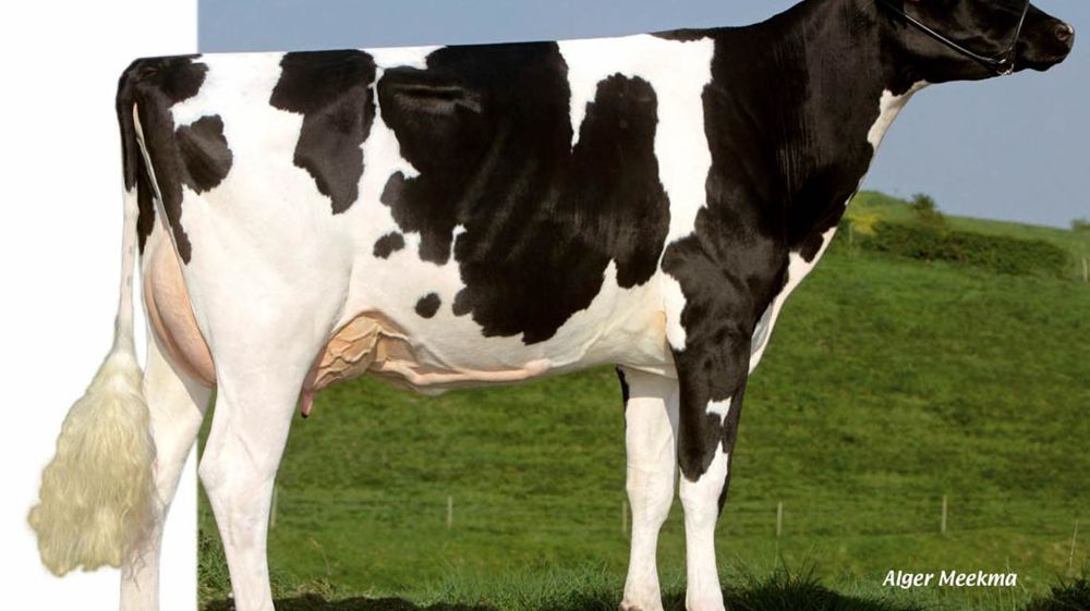 Bourbon transmet à ses filles une excellente morphologie et de bons fonctionnels. Ce taureau de Gènes Diffusion est à réserver aux souches laitières.