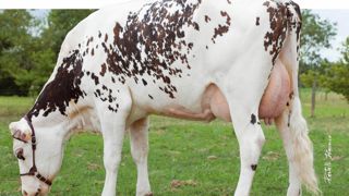 L'original Vademecum Fils de Noyalo, petit-fils de Livarot, neveu de Tranquital, Vademecum est le moins apparenté de la génération 2011 sur descendances. Il apporte un profil bien différent de ses demi-frères mis en service l'an passé. Laitier (778 kg) et fonctionnel (mamelle, cellules), il détériore le format. À l'inverse, à Isu identique, Voupigny et Vitriol plafonnent à 500 kg de lait mais améliorent la conformation. L'original Vademecum Fils de Noyalo, petit-fils de Livarot, neveu de Tranquital, Vademecum est le moins apparenté de la génération 2011 sur descendances. Il apporte un profil bien différent de ses demi-frères mis en service l'an passé. Laitier (778 kg) et fonctionnel (mamelle, cellules), il détériore le format. À l'inverse, à Isu identique, Voupigny et Vitriol plafonnent à 500 kg de lait mais améliorent la conformation.