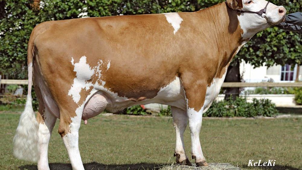 Viaduc : 1 448 kg de lait sans nuire à la musculature - Le n° 1 simmental montre un énorme potentiel lait (1 448 kg). Ce profil production ne l'empêche pas de laisser une bonne musculature (106), héritage de son cumul Dionis/Malefiz. Si ce n'est son défaut d'aplombs (81), avec des jarrets franchement coudés (140) et un peu ouverts (85), là aussi le fruit du montage Dionis/Malefiz, Viaduc offre une morphologie équilibrée. Gare, dans son utilisation, aux taux qu'il dégrade (- 0,6 en TP/- 1,9 en TB Viaduc : 1 448 kg de lait sans nuire à la musculature - Le n° 1 simmental montre un énorme potentiel lait (1 448 kg). Ce profil production ne l'empêche pas de laisser une bonne musculature (106), héritage de son cumul Dionis/Malefiz. Si ce n'est son défaut d'aplombs (81), avec des jarrets franchement coudés (140) et un peu ouverts (85), là aussi le fruit du montage Dionis/Malefiz, Viaduc offre une morphologie équilibrée. Gare, dans son utilisation, aux taux qu'il dégrade (- 0,6 en TP/- 1,9 en TB