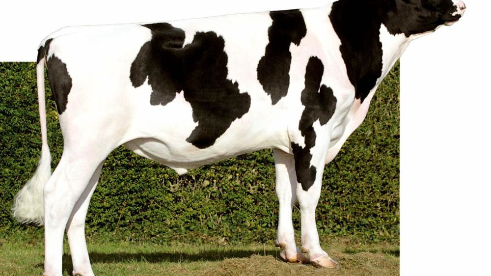 Biolet devra être accouplé en tenant compte de sa note négative en vitesse de traite (-1,1). Mais il serait dommage de passer à côté de ses nombreux atouts en morphologie.© ALGER MEEKMA