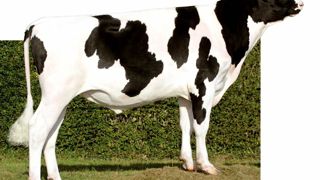 Biolet devra être accouplé en tenant compte de sa note négative en vitesse de traite (-1,1). Mais il serait dommage de passer à côté de ses nombreux atouts en morphologie.© ALGER MEEKMA Biolet devra être accouplé en tenant compte de sa note négative en vitesse de traite (-1,1). Mais il serait dommage de passer à côté de ses nombreux atouts en morphologie.© ALGER MEEKMA