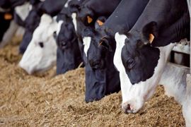 « Des essais sur des vaches fistulées démontrent une augmentation de 28 % de la dégradabilité du NDF de l'ensilage de maïs », affirme Inzo© CHRISTIAN WATIER « Des essais sur des vaches fistulées démontrent une augmentation de 28 % de la dégradabilité du NDF de l'ensilage de maïs », affirme Inzo© CHRISTIAN WATIER