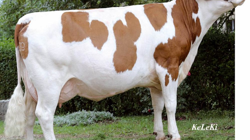 Alpin JB mieux proportionné qu'Ojoli - Le support Octet JB était idéal sur le papier pour « corriger » le type extrême des Ojoli, des vaches très grandes (131) et profondes (117/107) mais manquant de puissance dans l'avant main (96) et d'aptitude viande (88). Ce n'est pas le cas des filles d'Alpin, mieux proportionnées. On retrouve de la taille (112), de la profondeur de poitrine (110) et de flanc (111). Mais aussi une bonne largeur de poitrine (113) et ce qu'il faut de condition corporelle (107