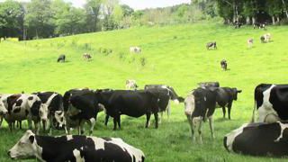 Dans le Morbihan, chez Jean-Yves Penn, la création de 9 km de haies assure non seulement un abri aux 45 laitières, mais aussi un appoint fourrager après élagage d’été. À partir des hauteurs d’herbe d’entrée et de sortie de paddocks, l’éleveur estime la consommation de feuilles à 1,5 kg par jour.J.Pezon Dans le Morbihan, chez Jean-Yves Penn, la création de 9 km de haies assure non seulement un abri aux 45 laitières, mais aussi un appoint fourrager après élagage d’été. À partir des hauteurs d’herbe d’entrée et de sortie de paddocks, l’éleveur estime la consommation de feuilles à 1,5 kg par jour.J.Pezon