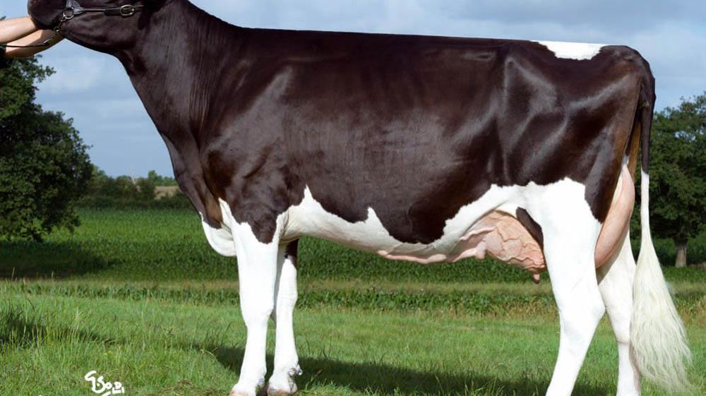 Balato Ram est le meilleur de cette petite série.