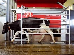 La vache circule en ligne droite dans le robot. Elle est en contact avec ses congénères. La vache circule en ligne droite dans le robot. Elle est en contact avec ses congénères.
