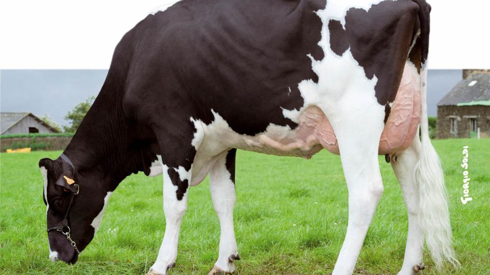 Bisness - Meilleur de cette lignée avec 162 points d'Isu, il améliore à la fois les fonctionnels, la mamelle et les membres.