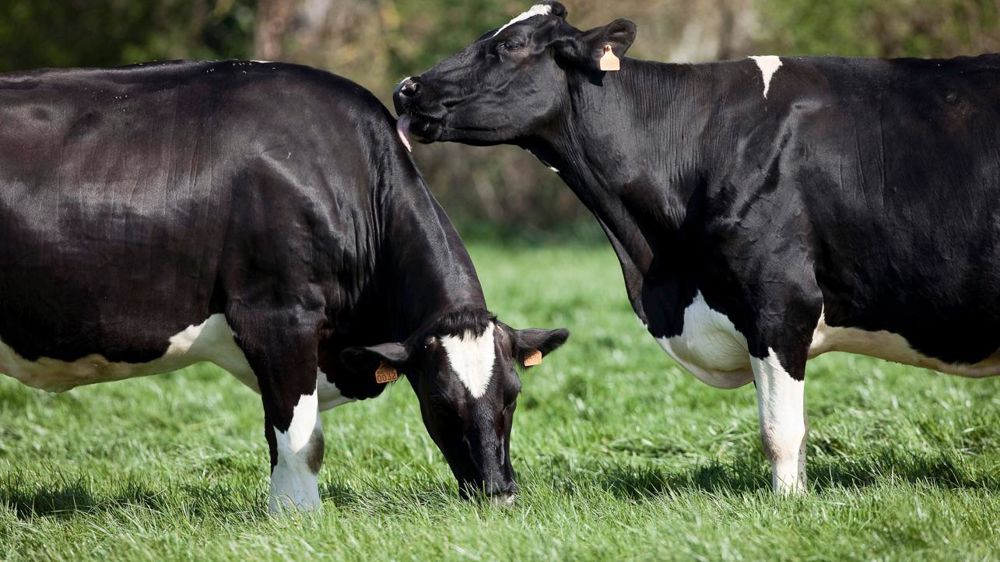 L'accès au pâtutage est une demande forte des associations de défense des animaux. En France, une grande majorité des troupeaux sort pâturer mais avec l'agrandissement, la tendance est à la baisse.© CHRISTIAN WATIER L'accès au pâtutage est une demande forte des associations de défense des animaux. En France, une grande majorité des troupeaux sort pâturer mais avec l'agrandissement, la tendance est à la baisse.© CHRISTIAN WATIER