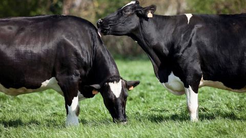 L'accès au pâtutage est une demande forte des associations de défense des animaux. En France, une grande majorité des troupeaux sort pâturer mais avec l'agrandissement, la tendance est à la baisse.© CHRISTIAN WATIER