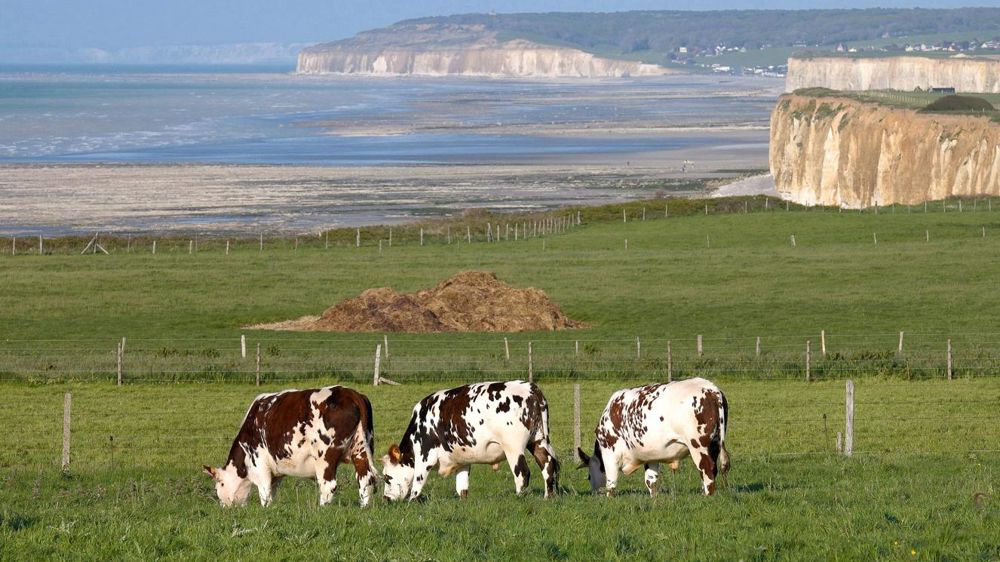 En France, le stockage du carbone dans les prairies compense 25 à 30 % des gaz à effet de serre émis par les bovins. Cette contribution n'est pas prise en compte dans le calcul des émissions. Heureusement, les mentalités évoluent.© STÉPHANE LEITENBERGE En France, le stockage du carbone dans les prairies compense 25 à 30 % des gaz à effet de serre émis par les bovins. Cette contribution n'est pas prise en compte dans le calcul des émissions. Heureusement, les mentalités évoluent.© STÉPHANE LEITENBERGE