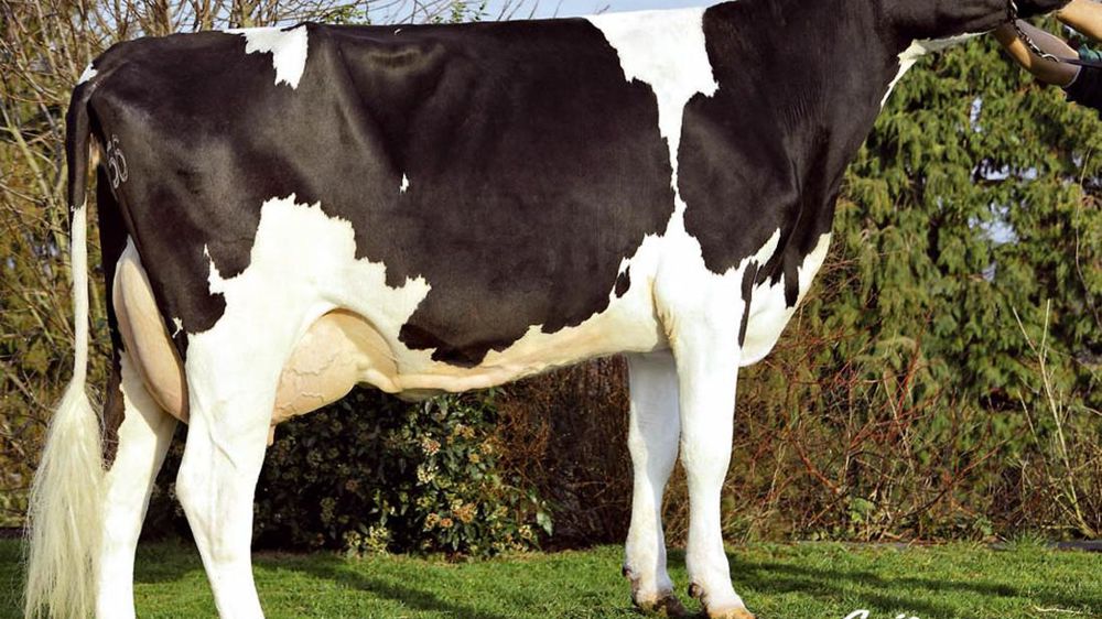 Ageni Peg - Outre l'originalité de son pedigree (Pégase sur Merdrignac sur Hakona Lead), Ageni Peg affiche un profil sans défaut et des atouts dans le potentiel de production, les membres, l'attache arrière et les cellules.