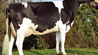 Ageni Peg - Outre l'originalité de son pedigree (Pégase sur Merdrignac sur Hakona Lead), Ageni Peg affiche un profil sans défaut et des atouts dans le potentiel de production, les membres, l'attache arrière et les cellules. Ageni Peg - Outre l'originalité de son pedigree (Pégase sur Merdrignac sur Hakona Lead), Ageni Peg affiche un profil sans défaut et des atouts dans le potentiel de production, les membres, l'attache arrière et les cellules.